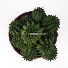 Cargar imagen en el visor de la galería, Euphorbia Susannae - ø 10.5 cm - Sucunatura. Plantas crassulas como echeveria, kalanchoe, sedum, sempervivum, graptoveria y aeonium.
