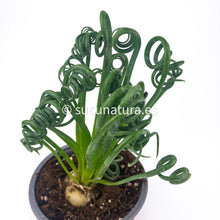 Load image into Gallery viewer, Albuca Spiralis - ø 8.5 cm - Sucunatura. Plantas crassulas como echeveria, kalanchoe, sedum, sempervivum, graptoveria y aeonium.
