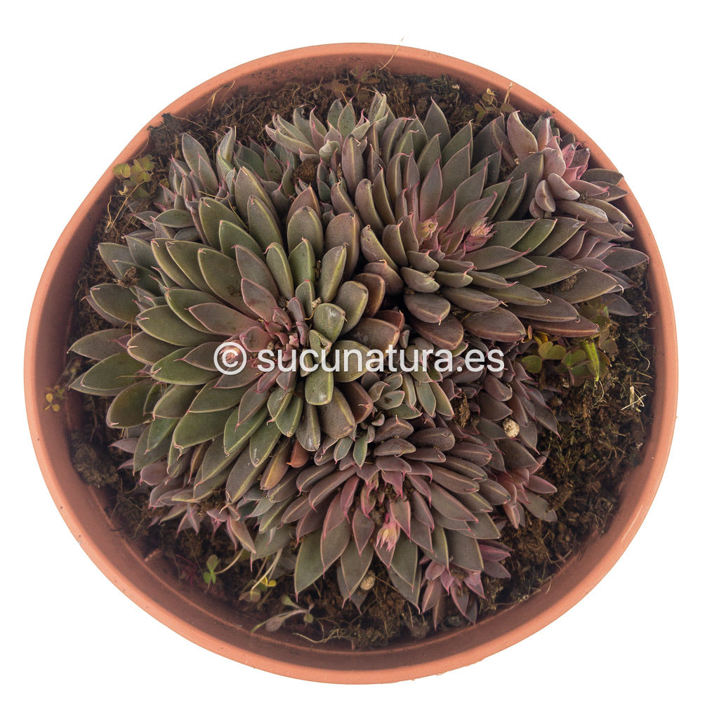 Graptopetalum Rusbyi - ø 10.5 cm - Sucunatura. Plantas crassulas como echeveria, kalanchoe, sedum, sempervivum, graptoveria y aeonium.