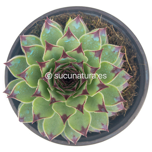 Sempervivum calcareum “uña de señorita” - ø 10.5 cm - Sucunatura. Plantas crassulas como echeveria, kalanchoe, sedum, sempervivum, graptoveria y aeonium.