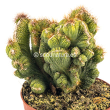 Load image into Gallery viewer, Echinopsis Pachanoi Cristata (cactus San Pedro cristata)- ø 12 cm - Sucunatura. Plantas crassulas como echeveria, kalanchoe, sedum, sempervivum, graptoveria y aeonium.
