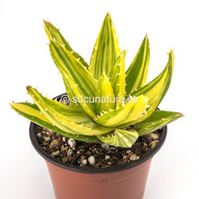 Load image into Gallery viewer, Aloe Mitriformis Variegata - ø 10.5 cm - Sucunatura. Plantas crassulas como echeveria, kalanchoe, sedum, sempervivum, graptoveria y aeonium.
