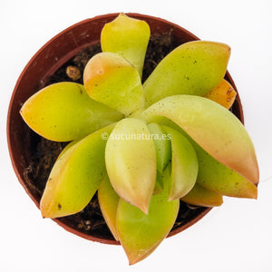 Sedum adolphi - ø 5.5 cm - Sucunatura. Plantas crassulas como echeveria, kalanchoe, sedum, sempervivum, graptoveria y aeonium.