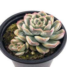 Load image into Gallery viewer, Echeveria Blue Yellow - ø 10.5 cm - Sucunatura. Plantas crassulas como echeveria, kalanchoe, sedum, sempervivum, graptoveria y aeonium.
