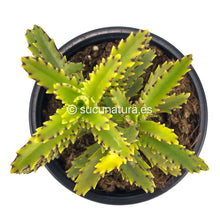 Cargar imagen en el visor de la galería, Kalanchoe daigremontiana (mil madres) - ø 10.5 cm - Sucunatura. Plantas crassulas como echeveria, kalanchoe, sedum, sempervivum, graptoveria y aeonium.
