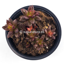 Load image into Gallery viewer, Sedum Jet Beads - ø 10.5 cm - Sucunatura. Plantas crassulas como echeveria, kalanchoe, sedum, sempervivum, graptoveria y aeonium.
