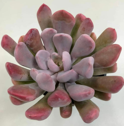 Echeveria Love o Lilac spoon - ø 10.5 cm - Sucunatura. Plantas crassulas como echeveria, kalanchoe, sedum, sempervivum, graptoveria y aeonium.