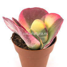 Load image into Gallery viewer, Kalanchoe Thyrsiflora Variegata - ø 10.5 cm - Sucunatura. Plantas crassulas como echeveria, kalanchoe, sedum, sempervivum, graptoveria y aeonium.
