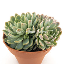 Load image into Gallery viewer, Echeveria Elegans form bouquet - ø 12 cm - Sucunatura. Plantas crassulas como echeveria, kalanchoe, sedum, sempervivum, graptoveria y aeonium.
