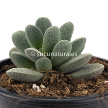 Load image into Gallery viewer, Crassula Tecta - ø 10.5 cm - Sucunatura. Plantas crassulas como echeveria, kalanchoe, sedum, sempervivum, graptoveria y aeonium.
