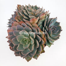 Load image into Gallery viewer, Echeveria Subsessilis form bouquet - ø 14 cm - Sucunatura. Plantas crassulas como echeveria, kalanchoe, sedum, sempervivum, graptoveria y aeonium.
