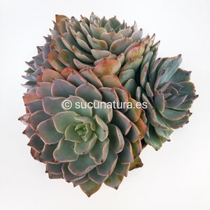 Echeveria Subsessilis form bouquet - ø 14 cm - Sucunatura. Plantas crassulas como echeveria, kalanchoe, sedum, sempervivum, graptoveria y aeonium.