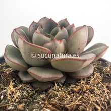 Cargar imagen en el visor de la galería, Echeveria Moranii - ø 10.5 cm - Sucunatura. Plantas crassulas como echeveria, kalanchoe, sedum, sempervivum, graptoveria y aeonium.
