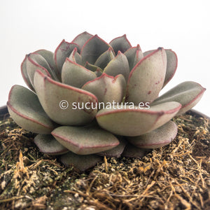 Echeveria Moranii - ø 10.5 cm - Sucunatura. Plantas crassulas como echeveria, kalanchoe, sedum, sempervivum, graptoveria y aeonium.