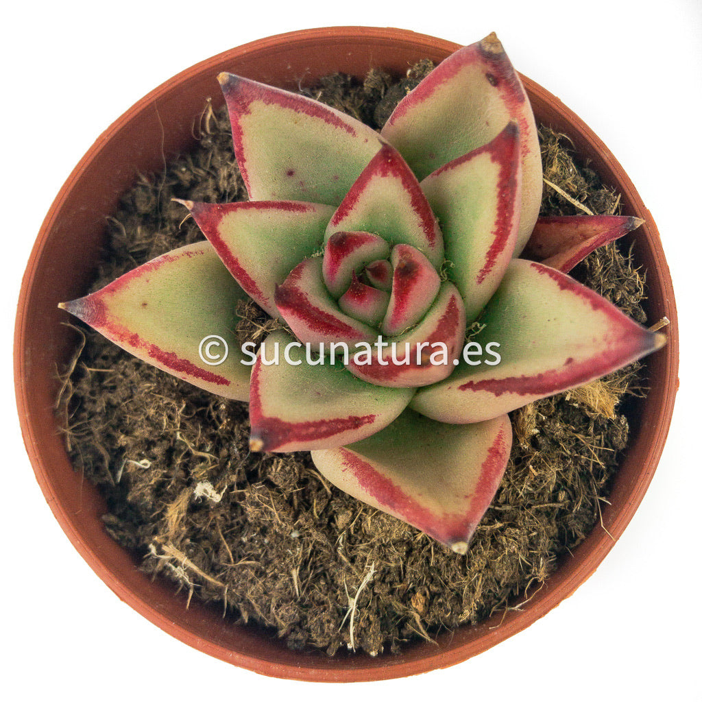 Echeveria agavoides Ebony - ø 8.5 cm - Sucunatura. Plantas crassulas como echeveria, kalanchoe, sedum, sempervivum, graptoveria y aeonium.