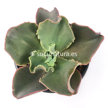 Cargar imagen en el visor de la galería, Echeveria Curls - ø 10.5 cm - Sucunatura. Plantas crassulas como echeveria, kalanchoe, sedum, sempervivum, graptoveria y aeonium.
