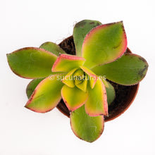 Load image into Gallery viewer, Aeonium kiwi- ø 5.5 cm - Sucunatura. Plantas crassulas como echeveria, kalanchoe, sedum, sempervivum, graptoveria y aeonium.
