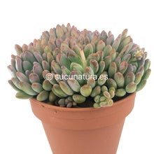 Cargar imagen en el visor de la galería, Crassula Canna - ø 14 cm - Sucunatura. Plantas crassulas como echeveria, kalanchoe, sedum, sempervivum, graptoveria y aeonium.
