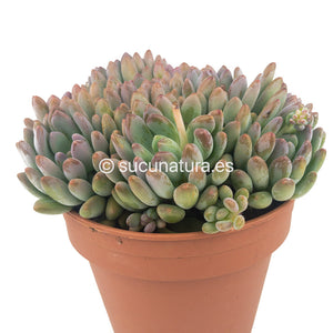 Crassula Canna - ø 14 cm - Sucunatura. Plantas crassulas como echeveria, kalanchoe, sedum, sempervivum, graptoveria y aeonium.