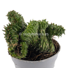 Load image into Gallery viewer, Euphorbia Horrida Crestata - ø 7.5 cm - Sucunatura. Plantas crassulas como echeveria, kalanchoe, sedum, sempervivum, graptoveria y aeonium.
