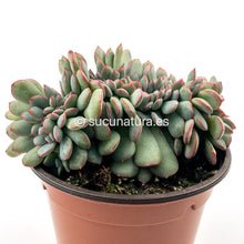 Cargar imagen en el visor de la galería, Echeveria Apus Cristata - ø 14 cm - Sucunatura. Plantas crassulas como echeveria, kalanchoe, sedum, sempervivum, graptoveria y aeonium.
