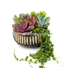 Load image into Gallery viewer, Kit África - Sucunatura. Plantas crassulas como echeveria, kalanchoe, sedum, sempervivum, graptoveria y aeonium.
