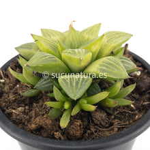 Load image into Gallery viewer, Haworthia Retusa Geraldii - ø 10.5 cm - Sucunatura. Plantas crassulas como echeveria, kalanchoe, sedum, sempervivum, graptoveria y aeonium.
