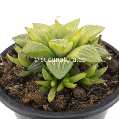 Haworthia Retusa Geraldii - ø 10.5 cm - Sucunatura. Plantas crassulas como echeveria, kalanchoe, sedum, sempervivum, graptoveria y aeonium.