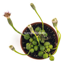 Load image into Gallery viewer, Senecio Rowleyanus ( planta rosario) - ø 5.5 cm - Sucunatura. Plantas crassulas como echeveria, kalanchoe, sedum, sempervivum, graptoveria y aeonium.
