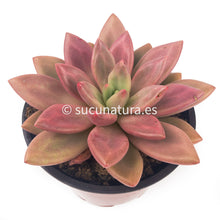 Load image into Gallery viewer, Graptoveria pink donna - ø 12 cm - Sucunatura. Plantas crassulas como echeveria, kalanchoe, sedum, sempervivum, graptoveria y aeonium.
