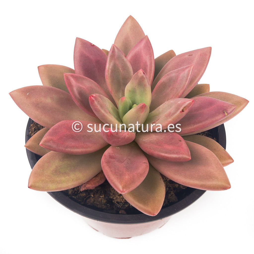 Graptoveria pink donna - ø 12 cm - Sucunatura. Plantas crassulas como echeveria, kalanchoe, sedum, sempervivum, graptoveria y aeonium.