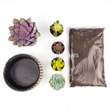 Load image into Gallery viewer, Kit África - Sucunatura. Plantas crassulas como echeveria, kalanchoe, sedum, sempervivum, graptoveria y aeonium.
