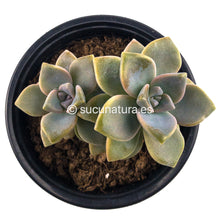 Load image into Gallery viewer, Graptoveria Titubans (NO Variegada) - ø 10.5 cm - Sucunatura. Plantas crassulas como echeveria, kalanchoe, sedum, sempervivum, graptoveria y aeonium.
