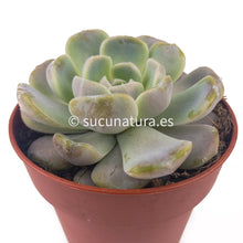 Cargar imagen en el visor de la galería, Echeveria Tinny Burger - ø 8.5 cm - Sucunatura. Plantas crassulas como echeveria, kalanchoe, sedum, sempervivum, graptoveria y aeonium.
