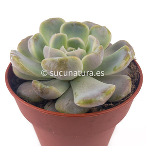 Echeveria Tinny Burger - ø 8.5 cm - Sucunatura. Plantas crassulas como echeveria, kalanchoe, sedum, sempervivum, graptoveria y aeonium.