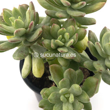 Load image into Gallery viewer, Pachyveria Scheideckeri Albocarinata - ø 10.5 cm - Sucunatura. Plantas crassulas como echeveria, kalanchoe, sedum, sempervivum, graptoveria y aeonium.
