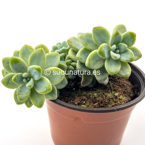 Sedum Clavatum - ø 10.5 cm - Sucunatura. Plantas crassulas como echeveria, kalanchoe, sedum, sempervivum, graptoveria y aeonium.