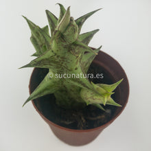 Load image into Gallery viewer, Estrella Negra (Orbea decaisneana) - ø 5.5 cm - Sucunatura. Plantas crassulas como echeveria, kalanchoe, sedum, sempervivum, graptoveria y aeonium.
