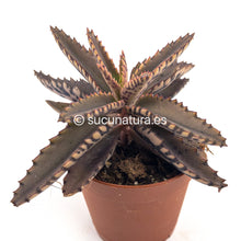 Load image into Gallery viewer, Kalanchoe daigremontiana (mil madres) - ø 5.5 cm - Sucunatura. Plantas crassulas como echeveria, kalanchoe, sedum, sempervivum, graptoveria y aeonium.
