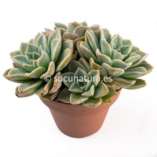 Load image into Gallery viewer, Echeveria Fantome form bouquet - ø 14 cm - Sucunatura. Plantas crassulas como echeveria, kalanchoe, sedum, sempervivum, graptoveria y aeonium.
