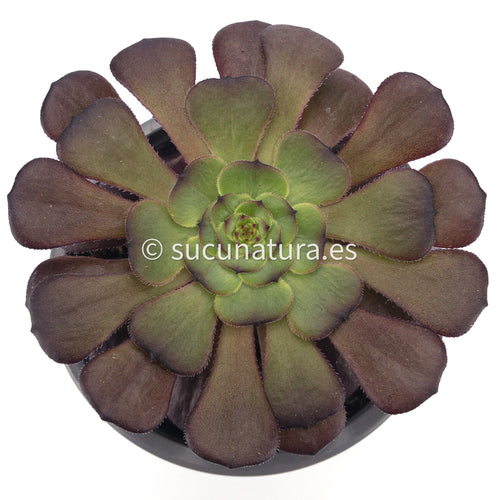 Aeonium Morticia - ø 12 cm - Sucunatura. Plantas crassulas como echeveria, kalanchoe, sedum, sempervivum, graptoveria y aeonium.