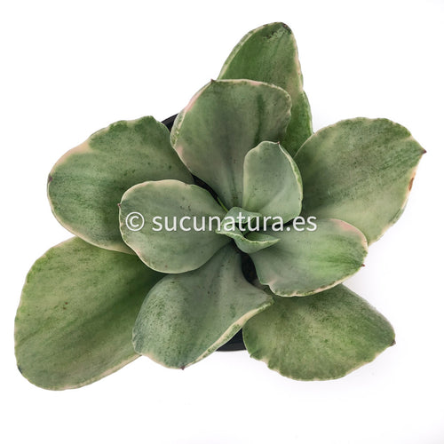 Echeveria Decora Variegata - ø 10.5 cm - Sucunatura. Plantas crassulas como echeveria, kalanchoe, sedum, sempervivum, graptoveria y aeonium.
