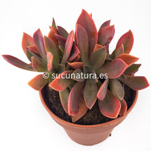 Load image into Gallery viewer, Graptoveria Fred Ives Cristata - ø 5.5 cm - Sucunatura. Plantas crassulas como echeveria, kalanchoe, sedum, sempervivum, graptoveria y aeonium.
