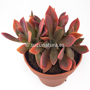 Graptoveria Fred Ives Cristata - ø 5.5 cm - Sucunatura. Plantas crassulas como echeveria, kalanchoe, sedum, sempervivum, graptoveria y aeonium.