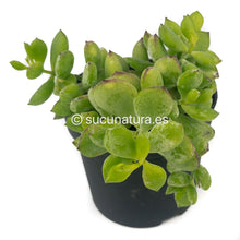 Load image into Gallery viewer, Cotiyledon Pendens Variegata - ø 10.5 cm - Sucunatura. Plantas crassulas como echeveria, kalanchoe, sedum, sempervivum, graptoveria y aeonium.
