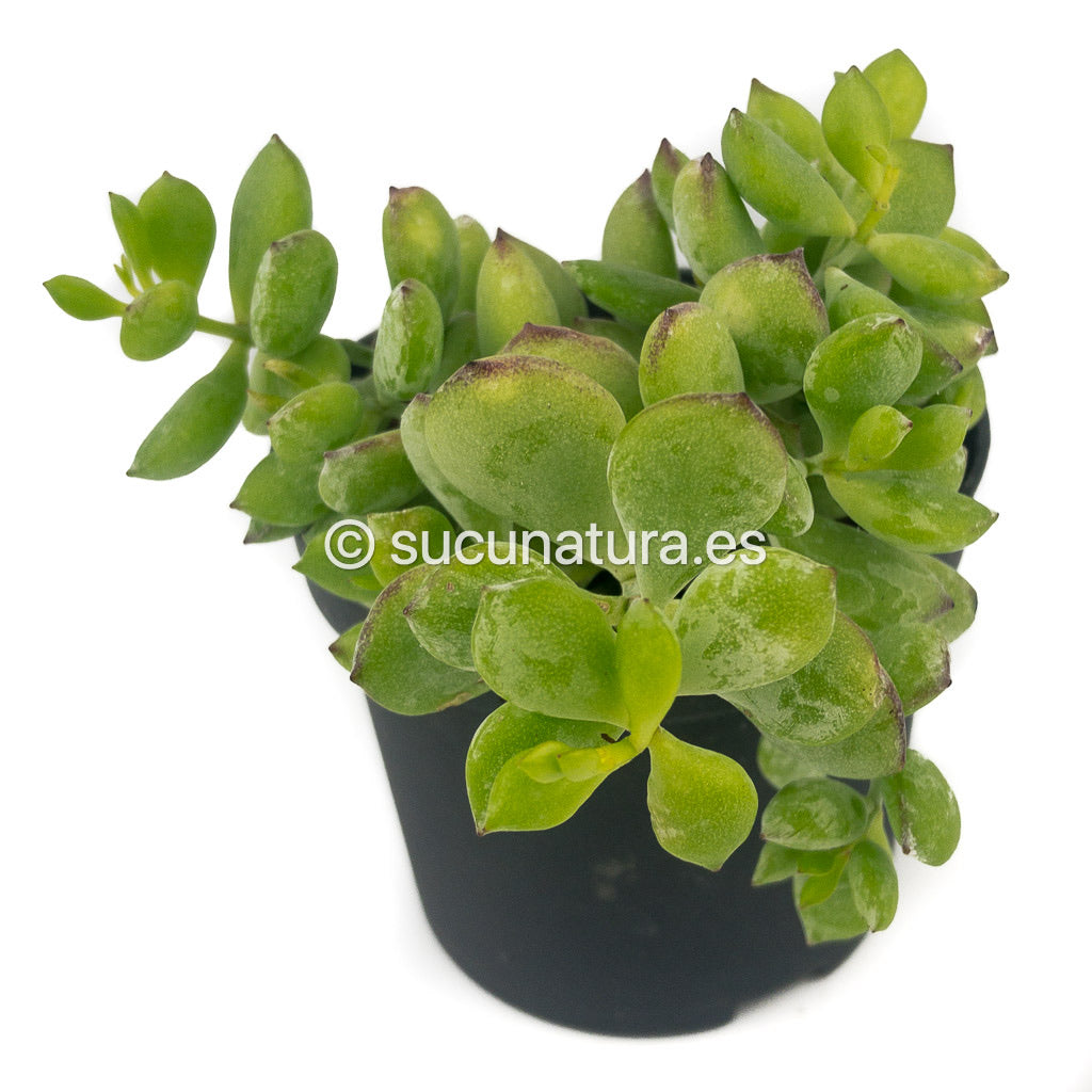 Cotiyledon Pendens Variegata - ø 10.5 cm - Sucunatura. Plantas crassulas como echeveria, kalanchoe, sedum, sempervivum, graptoveria y aeonium.