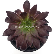 Cargar imagen en el visor de la galería, Aeonium Black Magic - ø 12 cm - Sucunatura. Plantas crassulas como echeveria, kalanchoe, sedum, sempervivum, graptoveria y aeonium.
