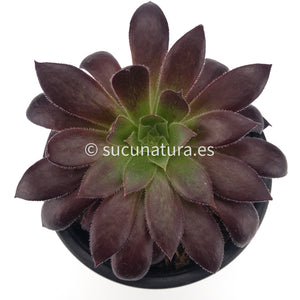 Aeonium Black Magic - ø 12 cm - Sucunatura. Plantas crassulas como echeveria, kalanchoe, sedum, sempervivum, graptoveria y aeonium.