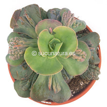 Cargar imagen en el visor de la galería, Echeveria Cameo - ø 13 cm - Sucunatura. Plantas crassulas como echeveria, kalanchoe, sedum, sempervivum, graptoveria y aeonium.
