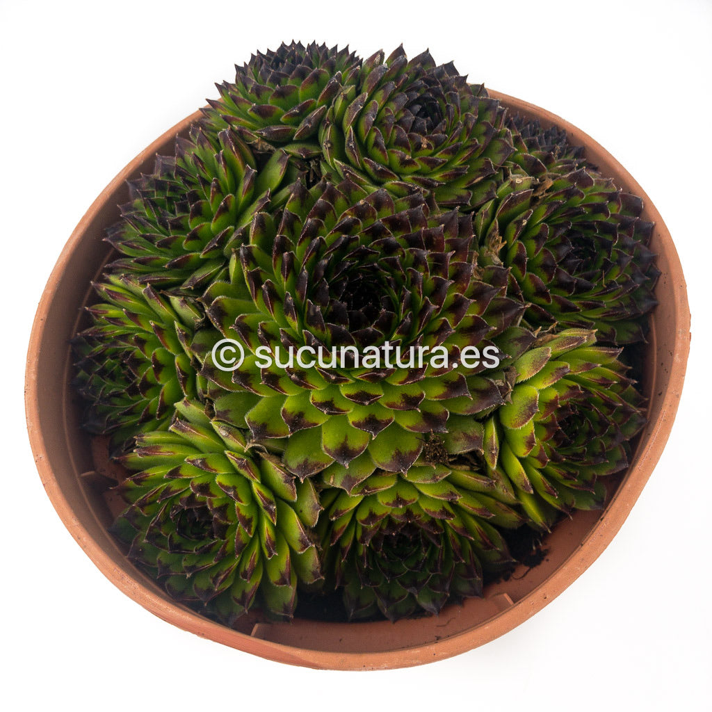 Sempervivum calcareum form bouquet (Uña de señorita) - ø 14 cm - Sucunatura. Plantas crassulas como echeveria, kalanchoe, sedum, sempervivum, graptoveria y aeonium.